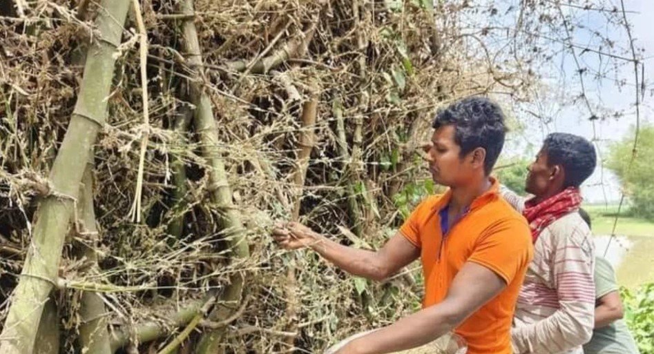 এবার বাঁশের ফুল থেকে তৈরি চালে ভাত-পোলাও-পায়েস!